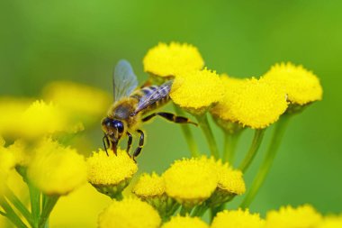 Arı, sarı bir çiçekte nektar ve polen toplar. Apis mellifera. Böcek, kapat.