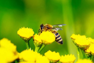 Arı, sarı bir çiçekte nektar ve polen toplar. Apis mellifera. Böcek, kapat.