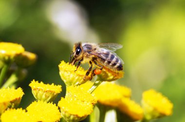 Arı, sarı bir çiçekte nektar ve polen toplar. Apis mellifera. Böcek, kapat.