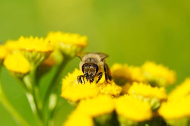 Arı, sarı bir çiçekte nektar ve polen toplar. Apis mellifera. Böcek, kapat.