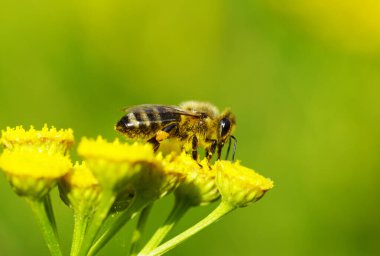 Arı, sarı bir çiçekte nektar ve polen toplar. Apis mellifera. Böcek, kapat.
