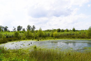 Diepholz yakınlarında Diepholzer Moor Doğa Koruma Alanı. Yükselmiş bir bataklıkta manzara.