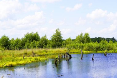 Diepholz yakınlarında Diepholzer Moor Doğa Koruma Alanı. Yükselmiş bir bataklıkta manzara.