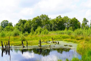 Diepholz yakınlarında Diepholzer Moor Doğa Koruma Alanı. Yükselmiş bir bataklıkta manzara.