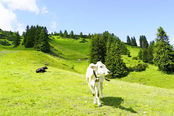 Vaca Com Cowbell Pasto Montês Hahnenkamm Áustria — Fotografia de Stock