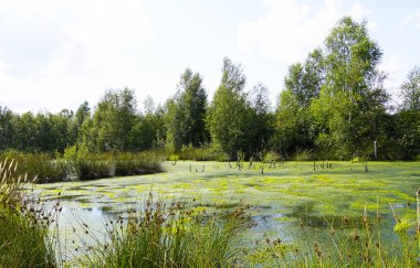 Diepholz yakınlarında Diepholzer Moor Doğa Koruma Alanı. Yükselmiş bir bataklıkta manzara.