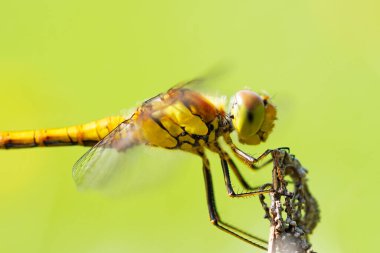 Doğal ortamdaki bir bitkinin dartı. Böcek yaklaş. Yusufçuk. Sympetrum vulgatum.