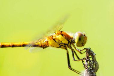 Doğal ortamdaki bir bitkinin dartı. Böcek yaklaş. Yusufçuk. Sympetrum vulgatum.