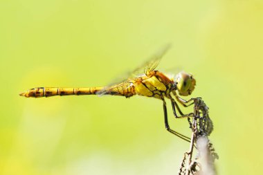 Doğal ortamdaki bir bitkinin dartı. Böcek yaklaş. Yusufçuk. Sympetrum vulgatum.