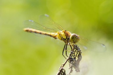 Doğal ortamdaki bir bitkinin dartı. Böcek yaklaş. Yusufçuk. Sympetrum vulgatum.