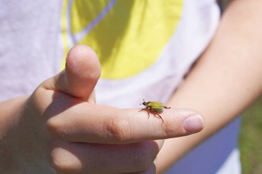 Elinde altın tozu ağacı böceği var. Böcek yaklaş. Hoplia argentea.