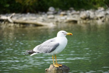 Martı, Larinae. Beyaz-gri tüylü kuş.