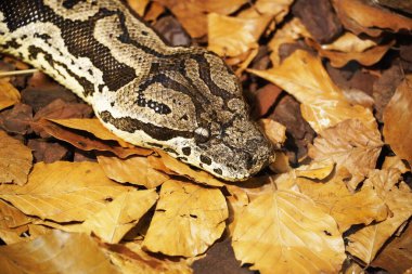 Close up of a phyton in the foliage. Reptile. Camouflage. Choke snake clipart