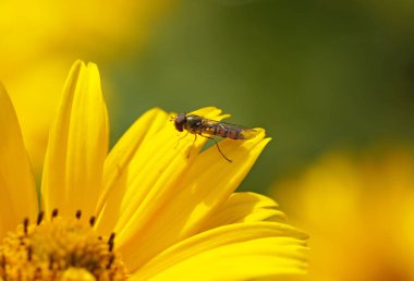 Uç uç, Syrphidae. Sarı çiçekli böceğe yaklaş..