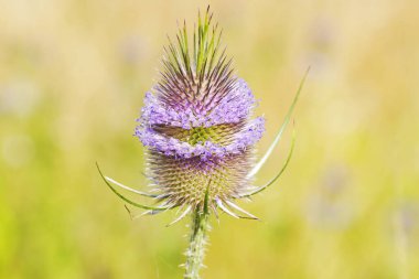Vahşi çaydanlığın çiçeği, dipsacus fullonum. Çiçek yakın plan.