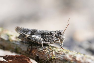 Mavi kanatlı çöl böceği, Oedipoda caerulescens. Böceğin yan görüntüsü. Kahverengi çekirge