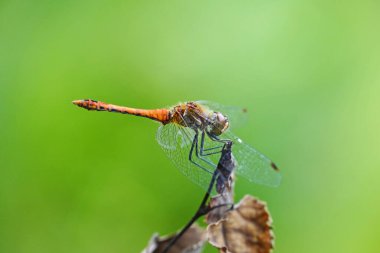 Doğal ortamda daha dardır. Detaylı bir yakın plan çekimde böcek. Sympetrum vicinum. Yusufçuk.