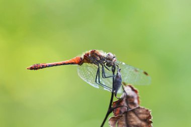 Doğal ortamda daha dardır. Detaylı bir yakın plan çekimde böcek. Sympetrum vicinum. Yusufçuk.