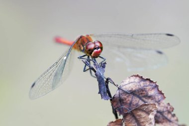 Doğal ortamda daha dardır. Detaylı bir yakın plan çekimde böcek. Sympetrum vicinum. Yusufçuk.