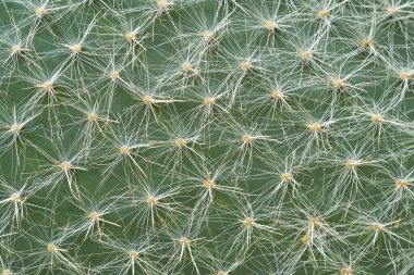 Opuntia, yakın plan. Bir kaktüsün yeşil dikenli yüzeyi. Opuntia Ritchie. Detaylı makro fotoğrafa yerleştirin. Doğal arkaplan.
