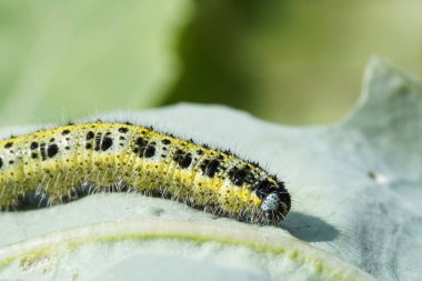 Lahana tırtılı kohlrabi yaprağında. Böcek yaklaş. Sebze tarlasında haşere.