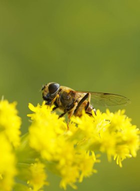Sarı bir çiçeğin üzerinde uçan sinek nektar topluyor. Böcek, yeşil doğal bir arkaplana yaklaşır..