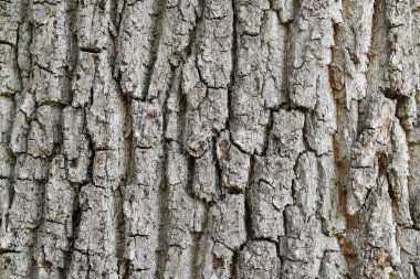 Sıradan bir meşe ağacının kabuğu. Doğal arkaplan.