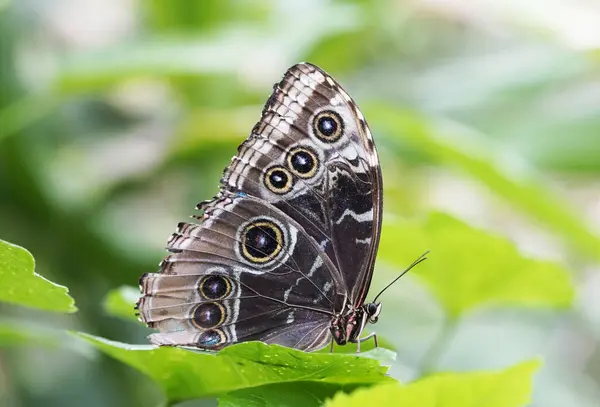 Yeşil yapraklı bir morpho kelebeğine yakın çekim. Kahverengi beyaz kanatlı kelebek.