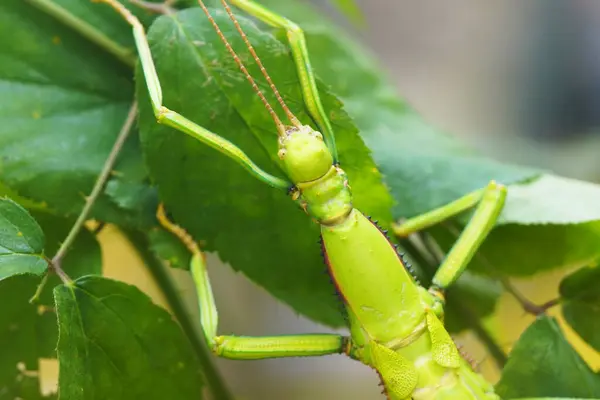 Green stick insect on a leaf. Insect close up.