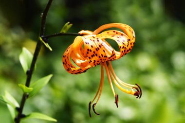 Zambak çiçeği, zambak, Lilium tigrinum. Fabrikayı kapatın..