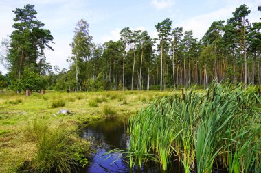 Weseler Heide doğa koruma alanı. Lueneburg Heath yakınlarında çiçek açan fundalıkların olduğu bir manzara..