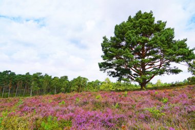 Weseler Heide doğa koruma alanı. Lueneburg Heath yakınlarında çiçek açan fundalıkların olduğu bir manzara..