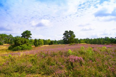 Weseler Heide doğa koruma alanı. Lueneburg Heath yakınlarında çiçek açan fundalıkların olduğu bir manzara..