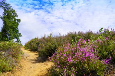 Weseler Heide doğa koruma alanı. Lueneburg Heath yakınlarında çiçek açan fundalıkların olduğu bir manzara..