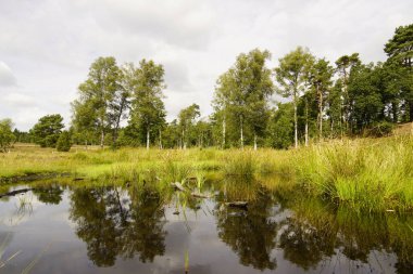 Weseler Heide doğa koruma alanı. Lueneburg Heath yakınlarında çiçek açan fundalıkların olduğu bir manzara..