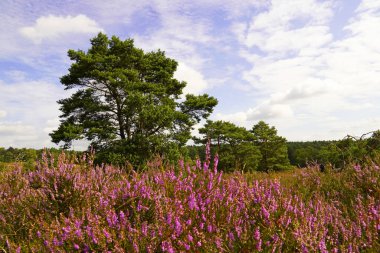 Weseler Heide doğa koruma alanı. Lueneburg Heath yakınlarında çiçek açan fundalıkların olduğu bir manzara..