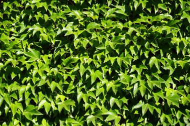 Vahşi şarap. Arkaplan olarak yeşil yapraklar.