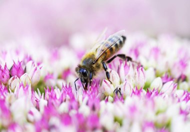 Arı sedum çiçeklerinde nektar toplar. Böceğin etrafını kapatın. Apis mellifera.