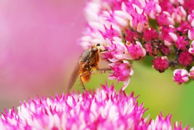 Kirpi sineği sedum bitkisinden nektar toplar. Böcek yaklaş. Taşikardi..