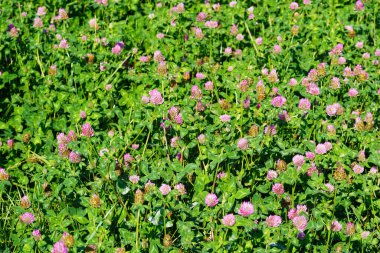 Çiçekli yoncalı yeşil çayır.