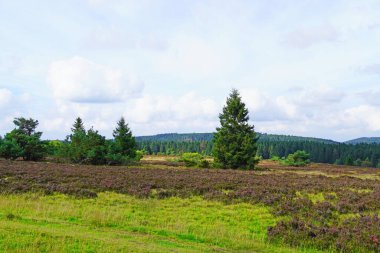 Winterberg yakınlarındaki Sauerland 'da Neuer Hagen peyzaj koruma alanı. Yeşil tepeli ve çiçek açan fundalıklı doğa.