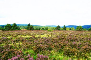 Winterberg yakınlarındaki Sauerland 'da Neuer Hagen peyzaj koruma alanı. Yeşil tepeli ve çiçek açan fundalıklı doğa.