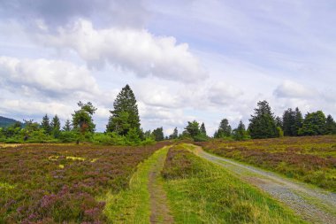 Winterberg yakınlarındaki Sauerland 'da Neuer Hagen peyzaj koruma alanı. Yeşil tepeli ve çiçek açan fundalıklı doğa.