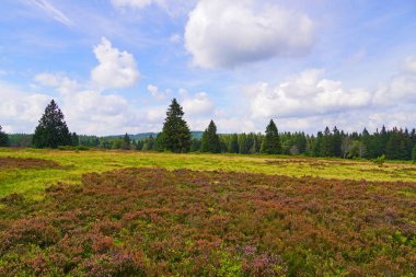 Winterberg yakınlarındaki Sauerland 'da Neuer Hagen peyzaj koruma alanı. Yeşil tepeli ve çiçek açan fundalıklı doğa.
