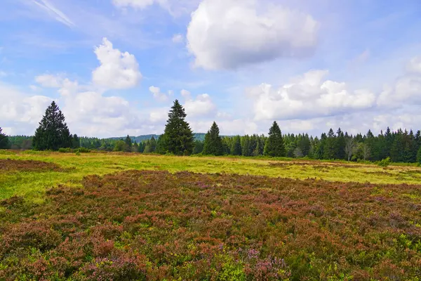 Winterberg yakınlarındaki Sauerland 'da Neuer Hagen peyzaj koruma alanı. Yeşil tepeli ve çiçek açan fundalıklı doğa.