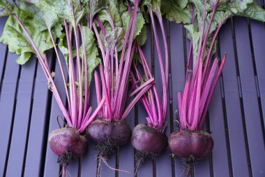 Taze pancar kökü. Sebze bahçesinden hasat et..