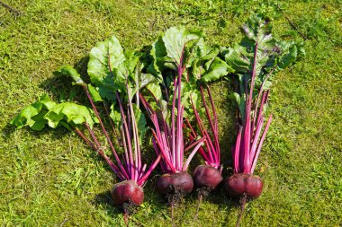 Taze pancar kökü. Sebze bahçesinden hasat et..