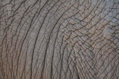 Yakın planda kalın derili fil derisi. Doğal arkaplan ve doku.