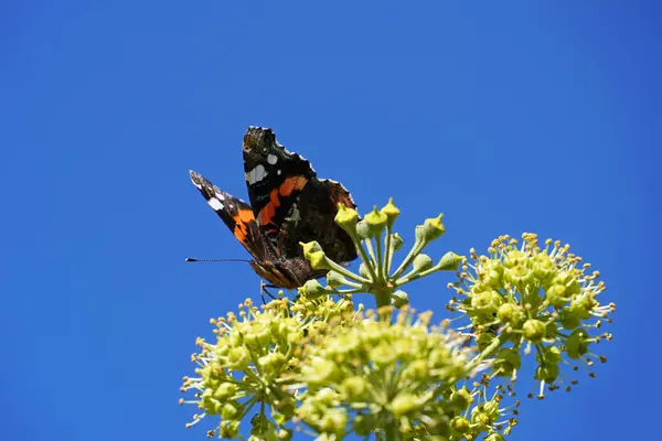 Admiral butterfly on a flower with blue sky in the background. Insect close-up. Vanessa atalanta.