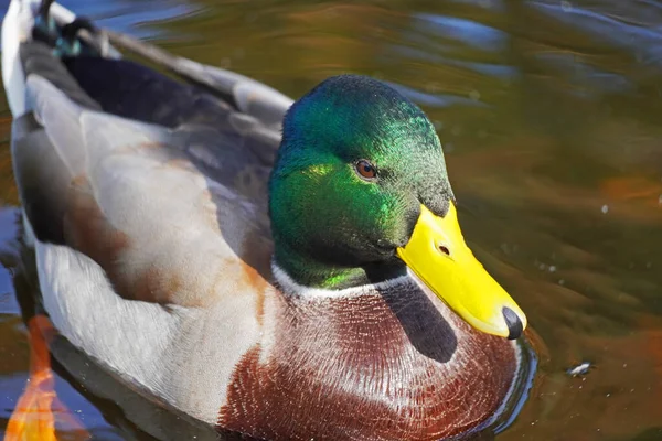Male duck in close-up. Water bird with green-brown plumage and yellow beak